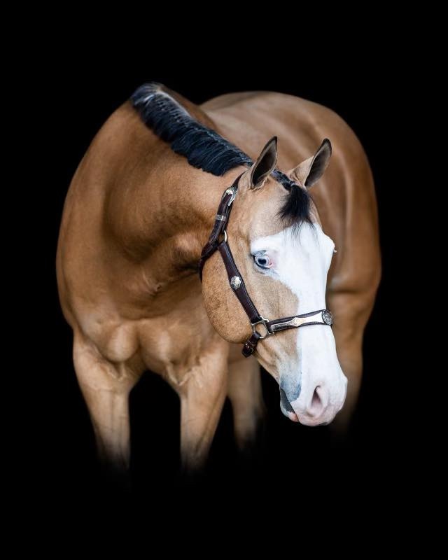 Henry Higgins - Shiloh - University of Washington - IHSA Featured Horse - January 2026