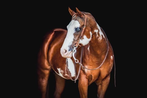 norman-ihsa-featured-horse