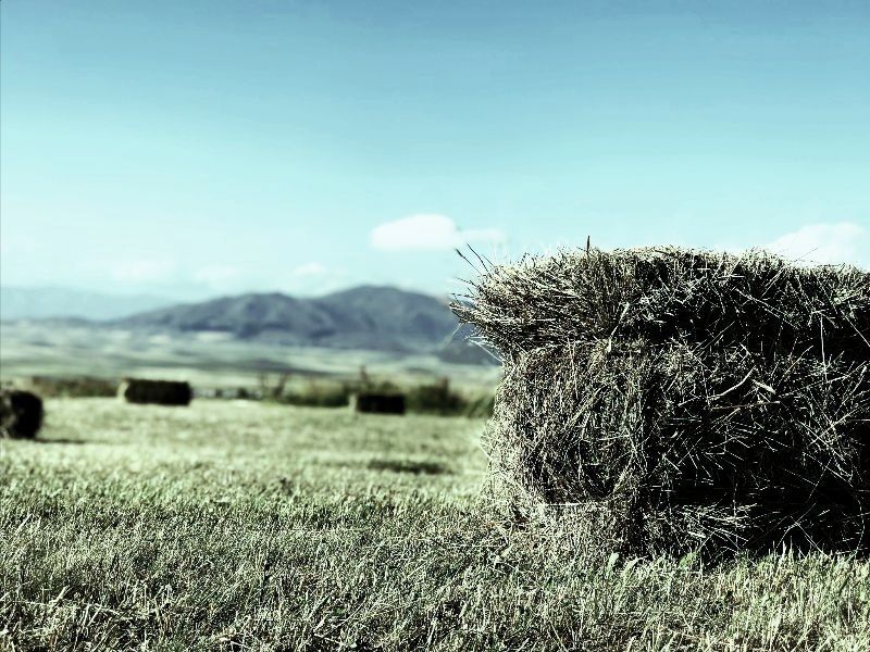 eastern hay